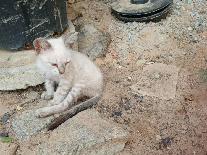 Gato raça SRD-ViraLata idade 2 a 6 meses nome Yuki