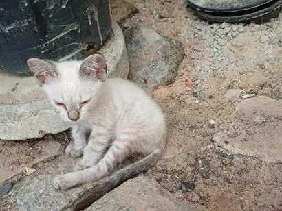 Gato raça SRD-ViraLata idade 2 a 6 meses nome Yuki