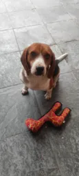 Apolo