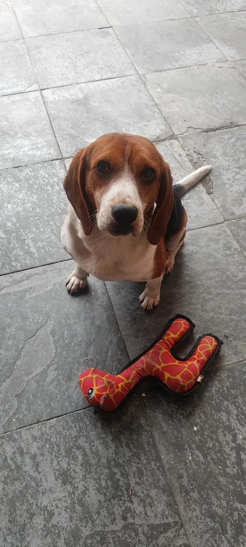 Cachorro raça SRD-ViraLata idade 3 anos nome Apolo