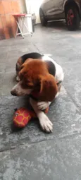 Apolo