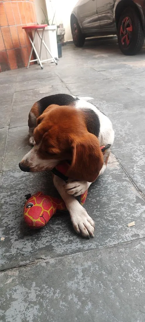 Cachorro raça SRD-ViraLata idade 3 anos nome Apolo