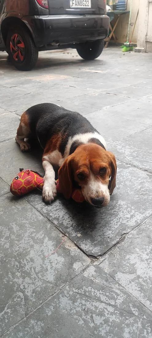 Cachorro raça SRD-ViraLata idade 3 anos nome Apolo