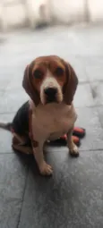 Apolo