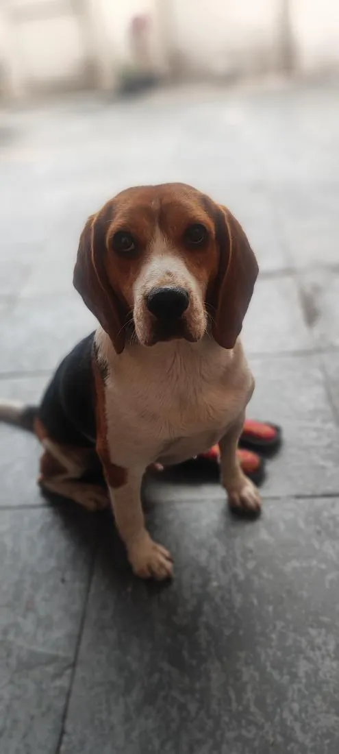 Cachorro raça SRD-ViraLata idade 3 anos nome Apolo