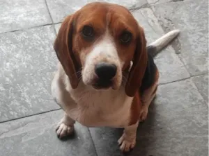 Cachorro raça SRD-ViraLata idade 3 anos nome Apolo