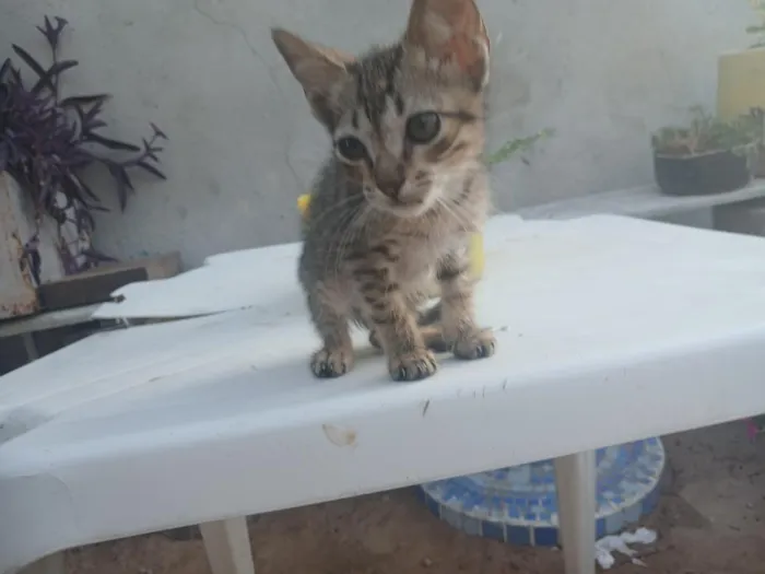 Gato raça SRD-ViraLata idade 2 a 6 meses nome Zoro