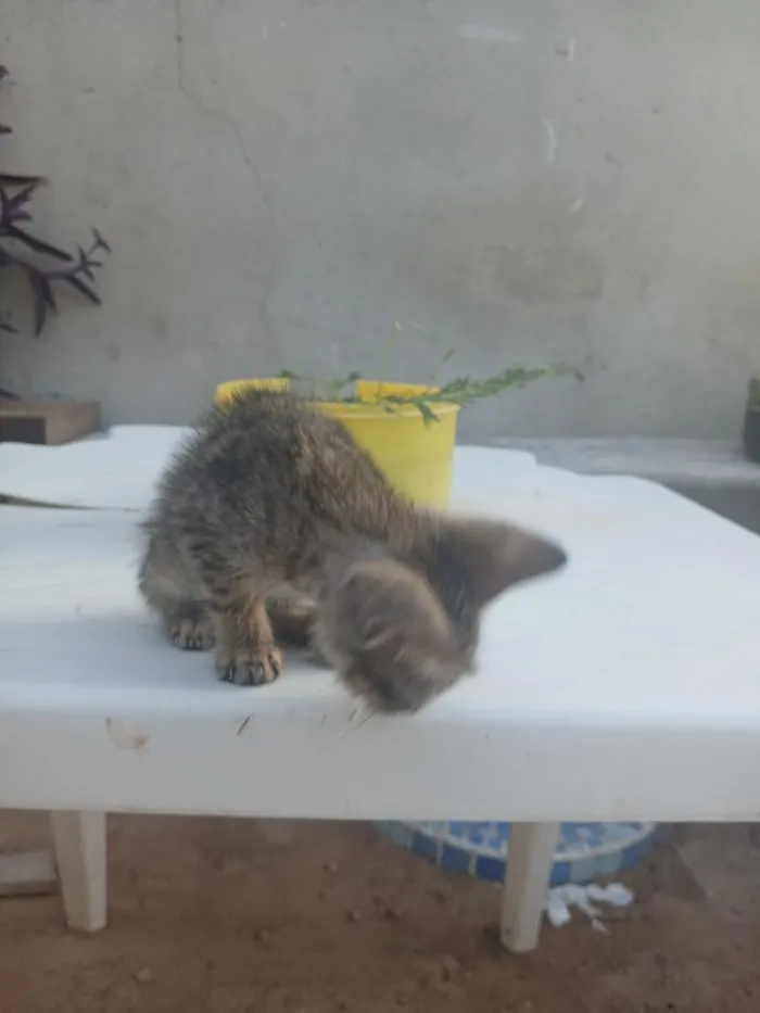 Gato raça SRD-ViraLata idade 2 a 6 meses nome Zoro