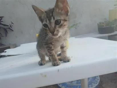 Gato raça SRD-ViraLata idade 2 a 6 meses nome Zoro