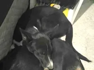 Cachorro raça SRD-ViraLata idade 2 a 6 meses nome Pretinho 