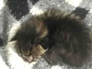 Gato raça SRD-ViraLata idade Abaixo de 2 meses nome gato 1