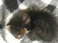 gato 1