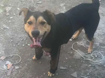 Cachorro raça SRD-ViraLata idade 1 ano nome Neymar 