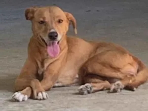 Cachorro raça SRD-ViraLata idade 2 anos nome Bele 