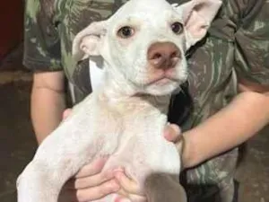 Cachorro raça SRD-ViraLata idade 2 a 6 meses nome Banguela 