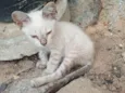 Yuki