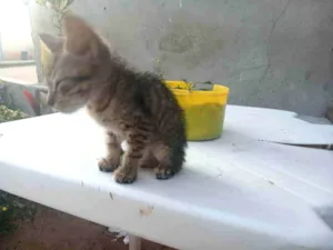 Gato raça SRD-ViraLata idade 2 a 6 meses nome Zoro