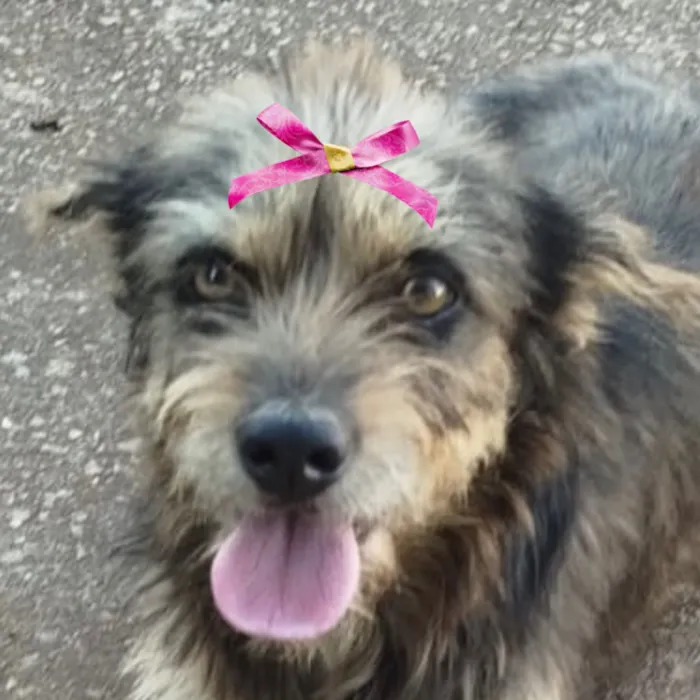Cachorro raça Shitzu idade 7 a 11 meses nome Teka 
