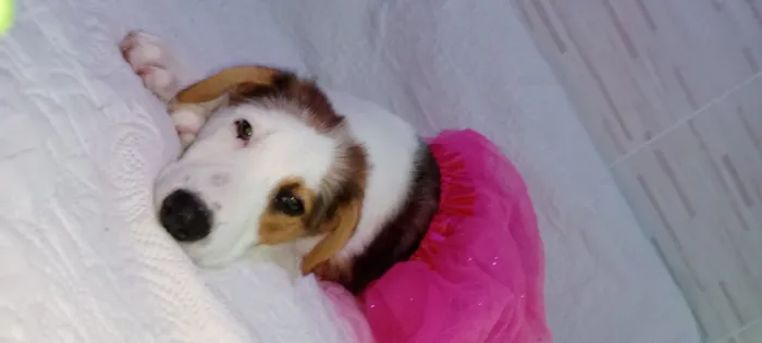 Cachorro raça SRD-ViraLata idade 2 a 6 meses nome Amora ou Clarinha 5 meses (maio)