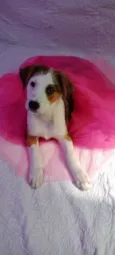 Amora ou Clarinha 5 meses (maio)