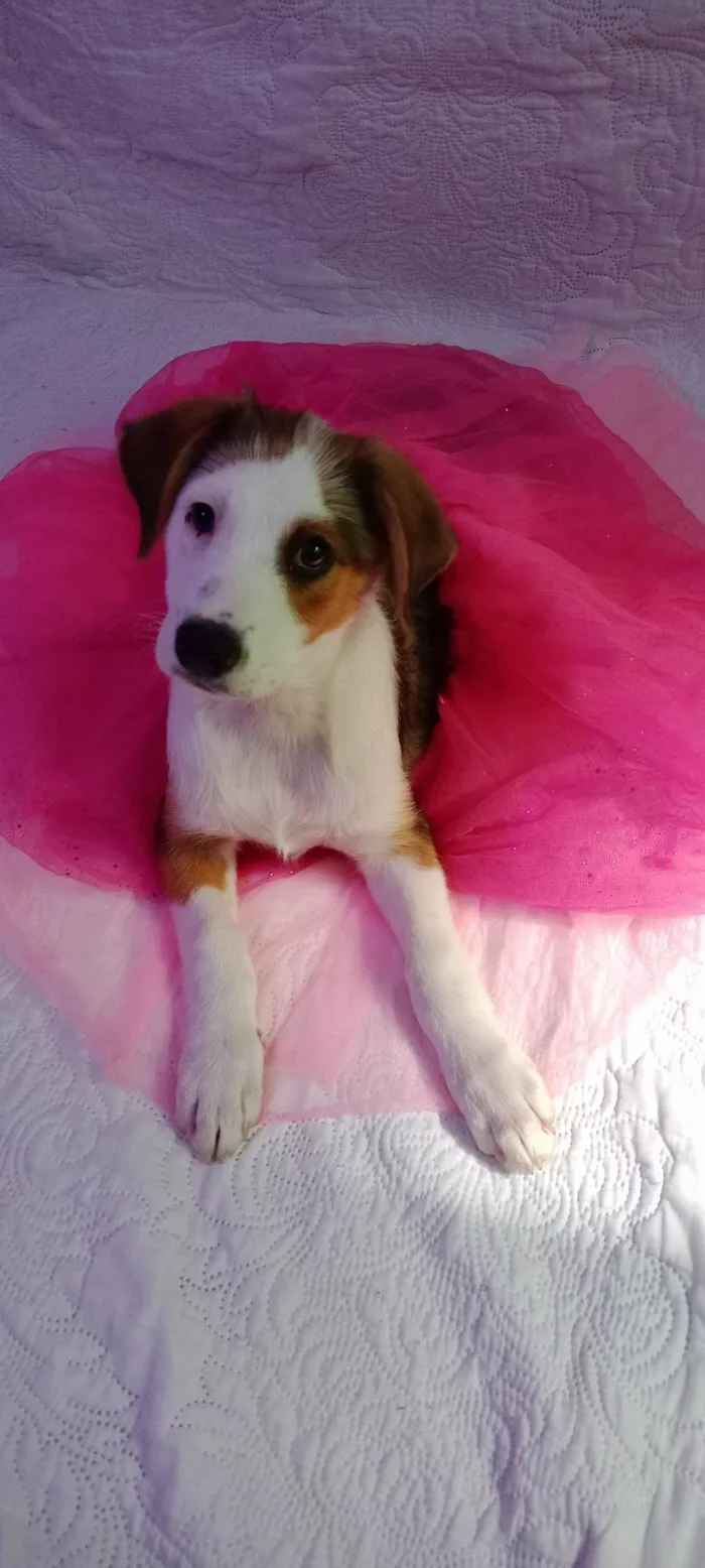Cachorro raça SRD-ViraLata idade 2 a 6 meses nome Amora ou Clarinha 5 meses (maio)