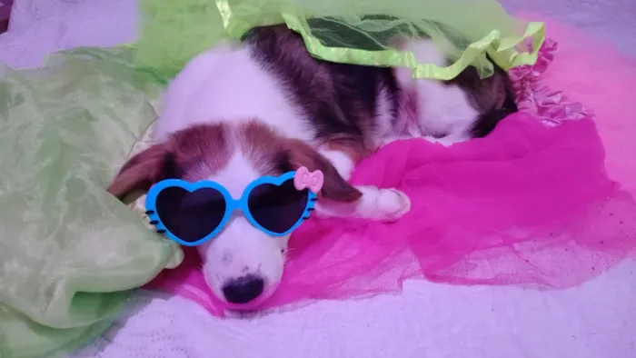 Cachorro raça SRD-ViraLata idade 2 a 6 meses nome Amora ou Clarinha 5 meses (maio)