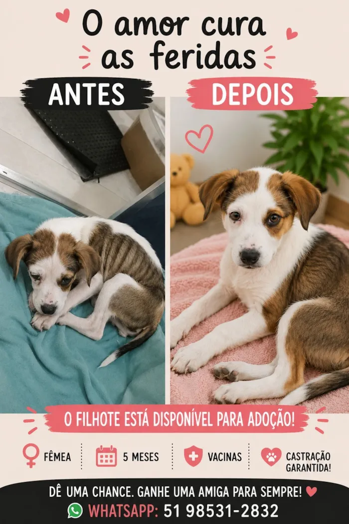 Cachorro raça SRD-ViraLata idade 2 a 6 meses nome Amora ou Clarinha 5 meses (maio)