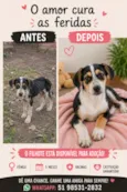 Amora ou Clarinha 5 meses (maio)