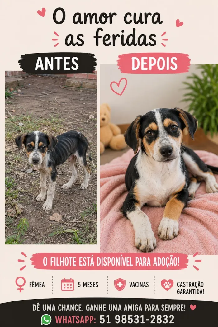 Cachorro raça SRD-ViraLata idade 2 a 6 meses nome Amora ou Clarinha 5 meses (maio)