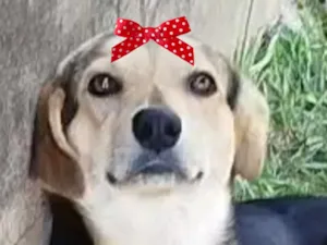 Cachorro raça SRD-ViraLata idade 7 a 11 meses nome Dhara 