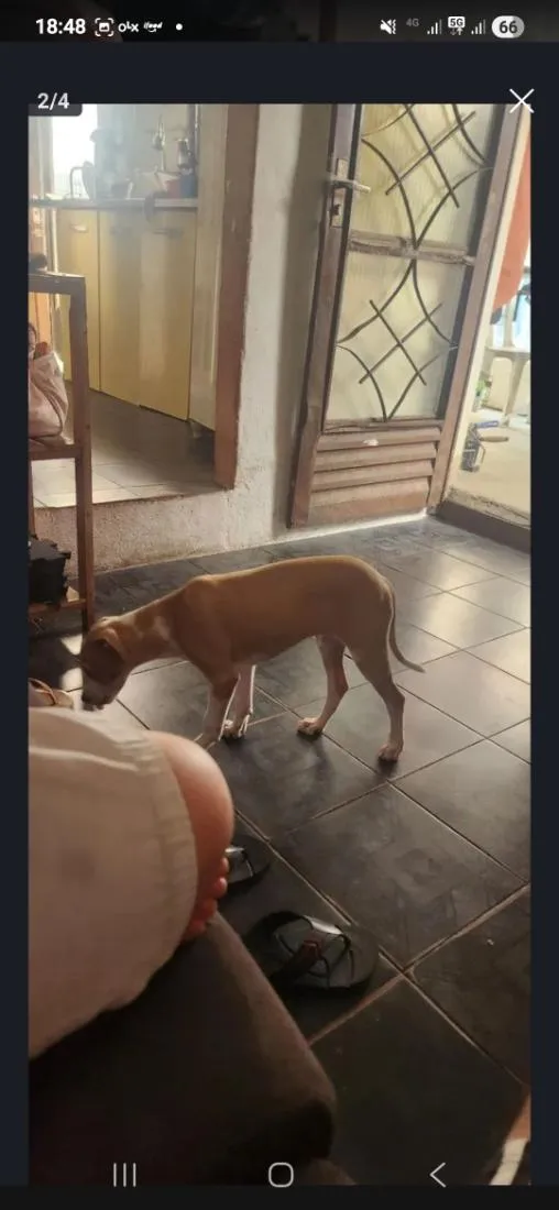Cachorro raça SRD-ViraLata idade 2 a 6 meses nome slinke
