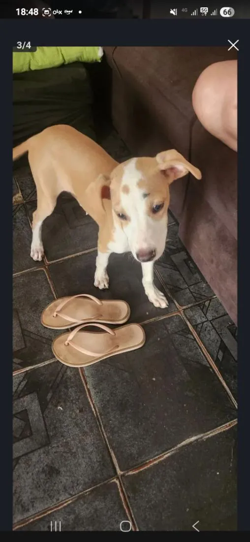 Cachorro raça SRD-ViraLata idade 2 a 6 meses nome slinke