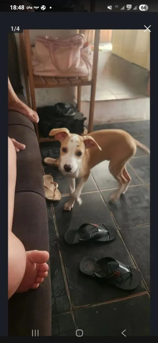 Cachorro raça SRD-ViraLata idade 2 a 6 meses nome slinke