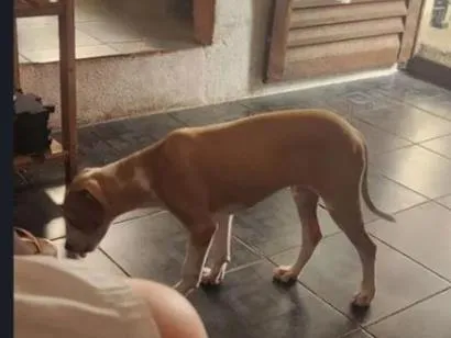 Cachorro raça SRD-ViraLata idade 2 a 6 meses nome slinke