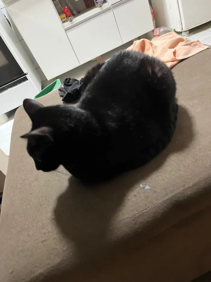 Gato raça SRD-ViraLata idade 2 anos nome Fiona 