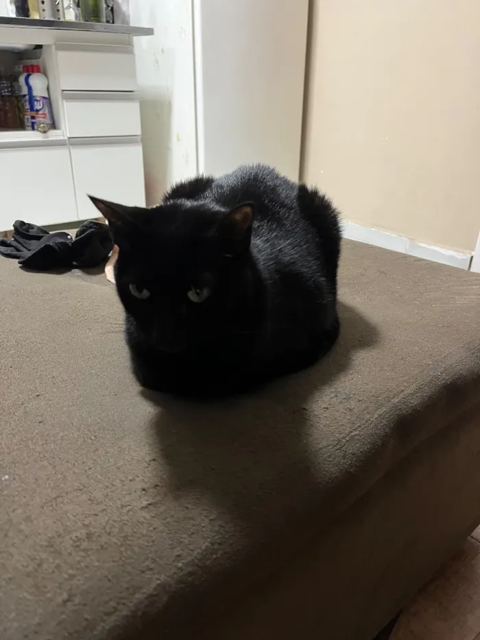 Gato raça SRD-ViraLata idade 2 anos nome Fiona 