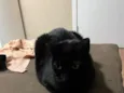 Fiona