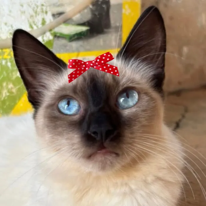 Gato raça Siamês idade 7 a 11 meses nome Nicole 