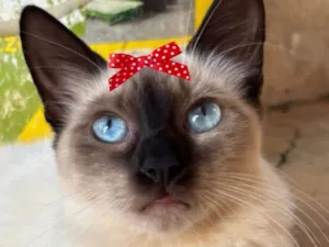 Gato raça Siamês idade 7 a 11 meses nome Nicole 