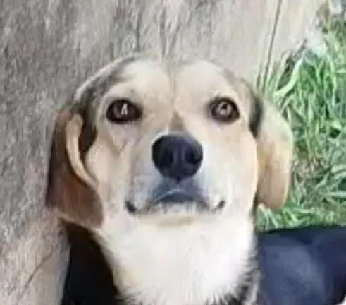 Cachorro raça Labrador idade 7 a 11 meses nome Charlie 