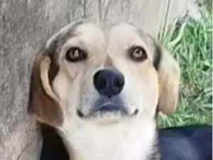 Cachorro raça Labrador idade 7 a 11 meses nome Charlie 