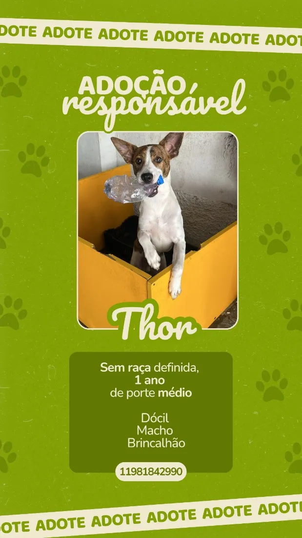 Cachorro raça SRD-ViraLata idade 1 ano nome Thor