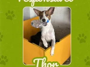 Cachorro raça SRD-ViraLata idade 1 ano nome Thor