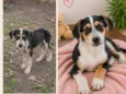 Amora ou Clarinha 5 meses (maio)