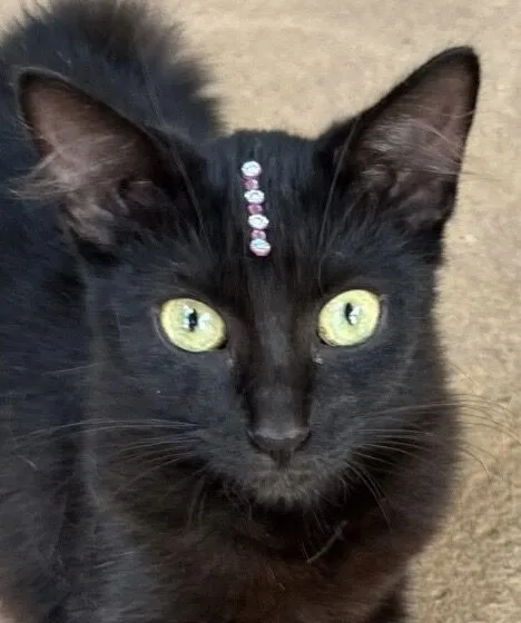 Gato raça SRD-ViraLata idade 7 a 11 meses nome Pietra 