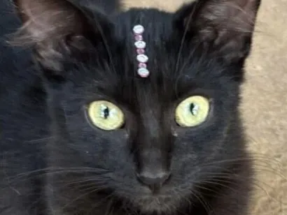 Gato raça SRD-ViraLata idade 7 a 11 meses nome Pietra 