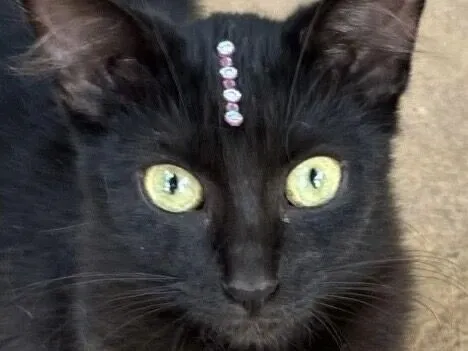 Gato raça SRD-ViraLata idade 7 a 11 meses nome Pietra 