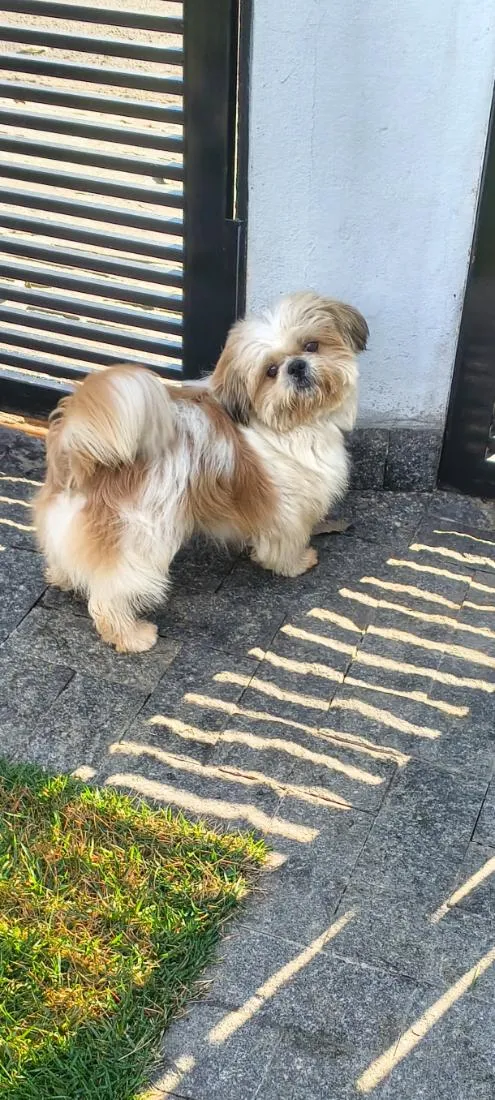 Cachorro raça Shitzu idade 1 ano nome Chuvisco