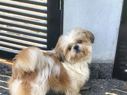 Cachorro raça Shitzu idade 1 ano nome Chuvisco