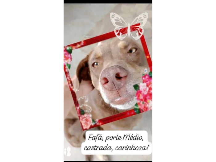 Cachorro raça SRD-ViraLata idade 2 anos nome Fafá  *FAFÁ PRECISA DE UM LAR!